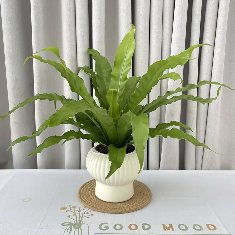 鸟巢蕨盆栽懒人吸水盆水培花室内观叶绿植耐阴好养易活办公室植物