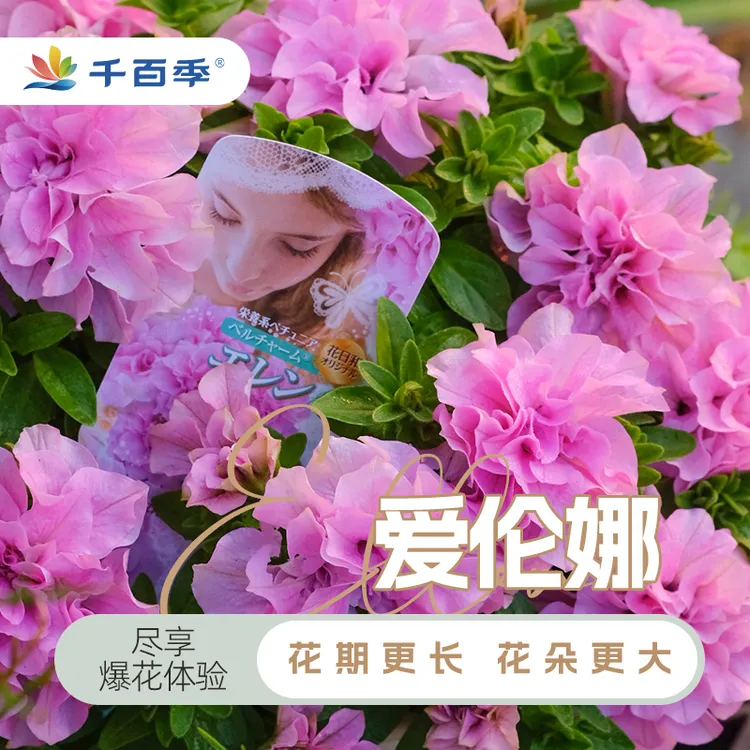千百季矮牵牛爱伦娜烟花粉黛阳台多季开花花苗进口花日和原创重瓣