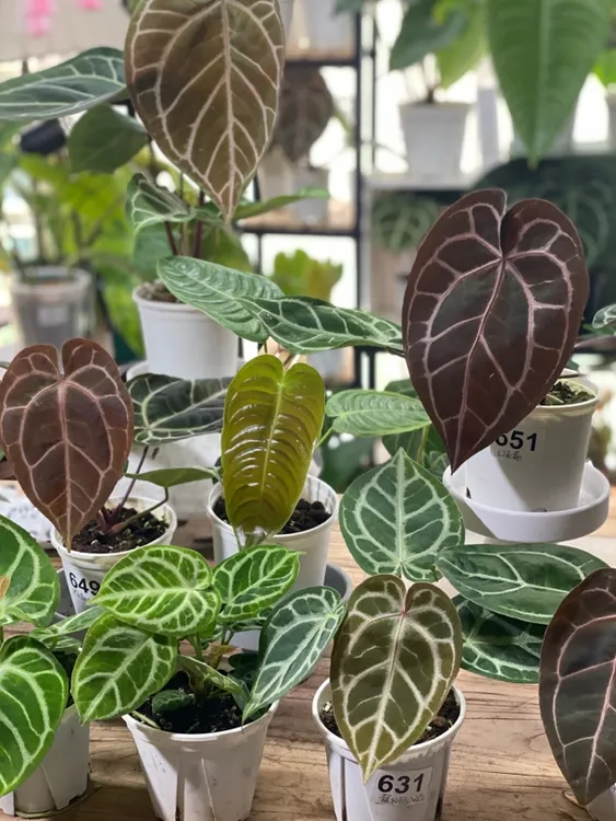 禤禤家花烛合集 ：水晶杂 盾叶杂 小钻石 铜锣烧花烛一物一拍