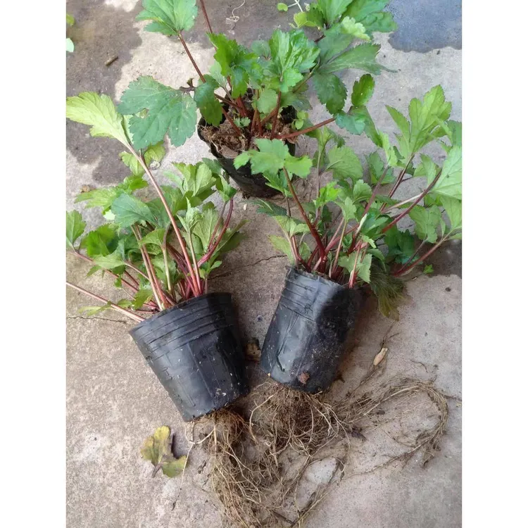 食用红艾苗 珍珠花菜苗 红经艾苗 鸭脚艾草苗易种盆栽地栽菜苗