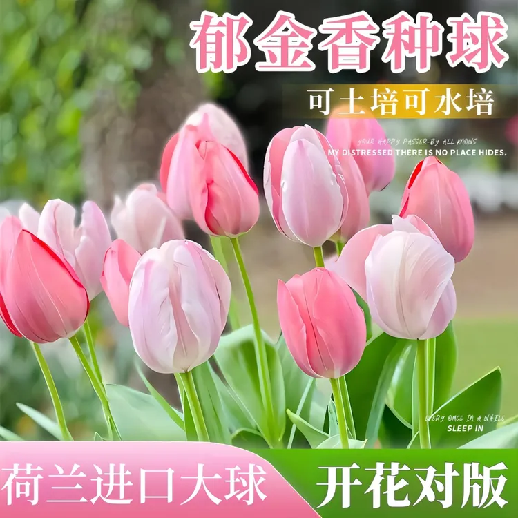水培郁金香种球大号种子盆栽成活带芽花苞土培种植开花进口正版