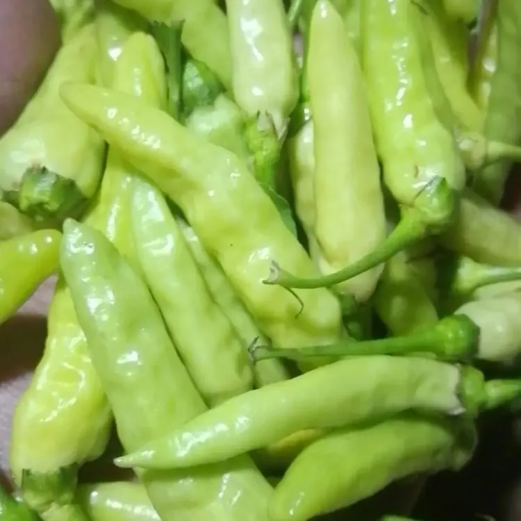 云南新鲜现摘现发邹皮野山椒