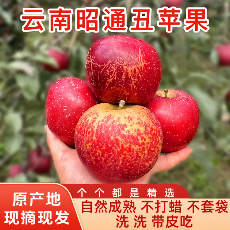 【当季】云南昭通甜蜜脆甜多汁当季新鲜现摘现发丑苹果5斤装10斤装