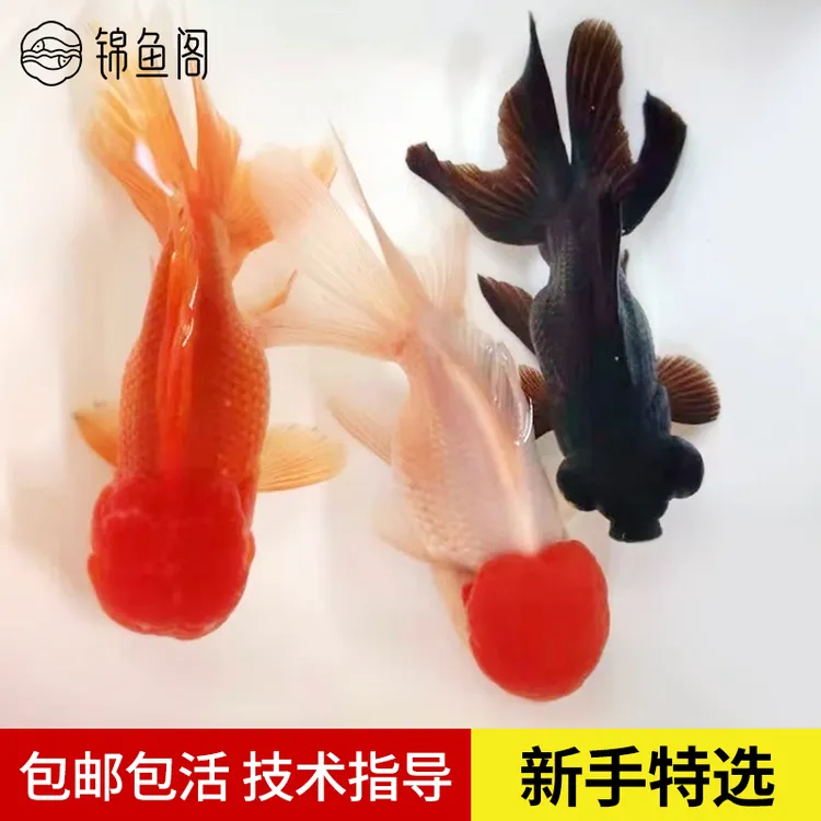 丹顶金鱼狮头金鱼红鎏金黑龙睛花元宝养好活鸿运当头金鱼冷水鱼