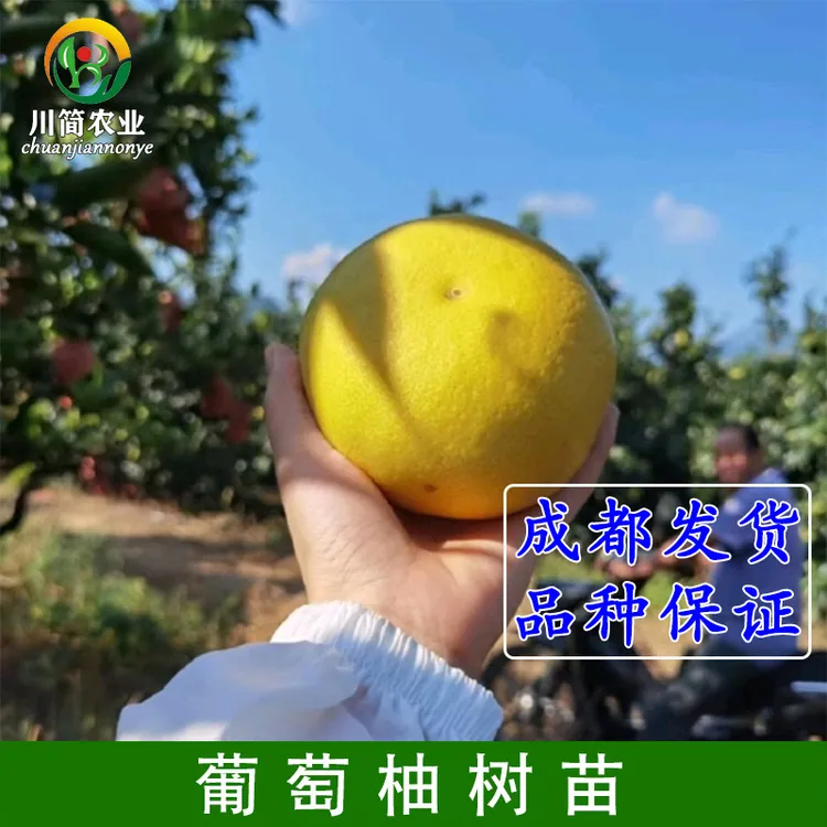 黄金葡萄柚苗红宝石甜葡萄柚果树苗黄心西柚苗嫁接鸡尾葡萄柚