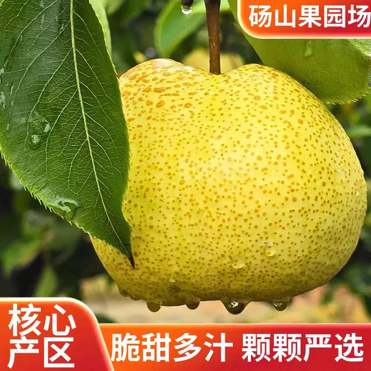 砀山梨果园场酥梨当季新鲜水果脆甜多汁皮薄正宗现摘梨子应季水果