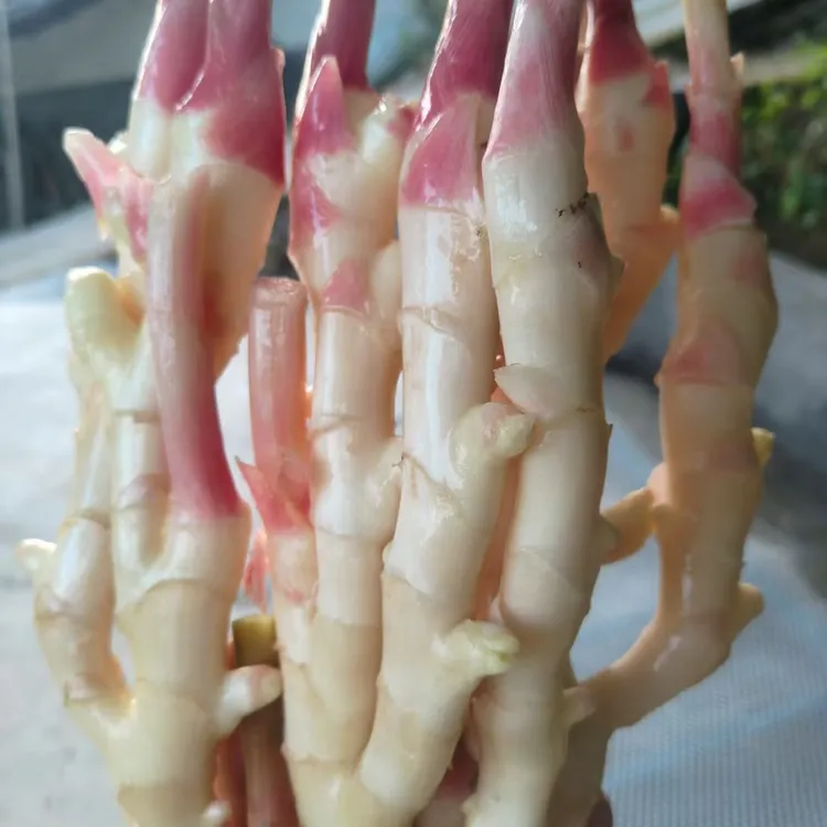 9–10斤永川黄瓜山生姜