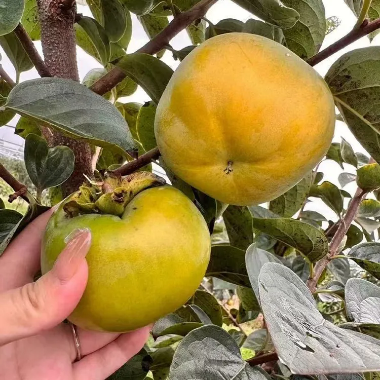 正宗精品太秋脆柿薄皮脆甜地栽庭院盆栽阳台适合新手种植