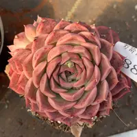 188杂交精品基地9厘米