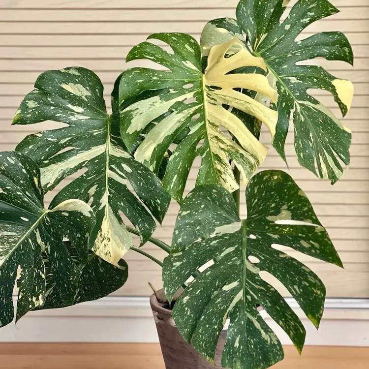 洒金龟背竹室内高端好养观叶绿植原盆原土装饰盆栽