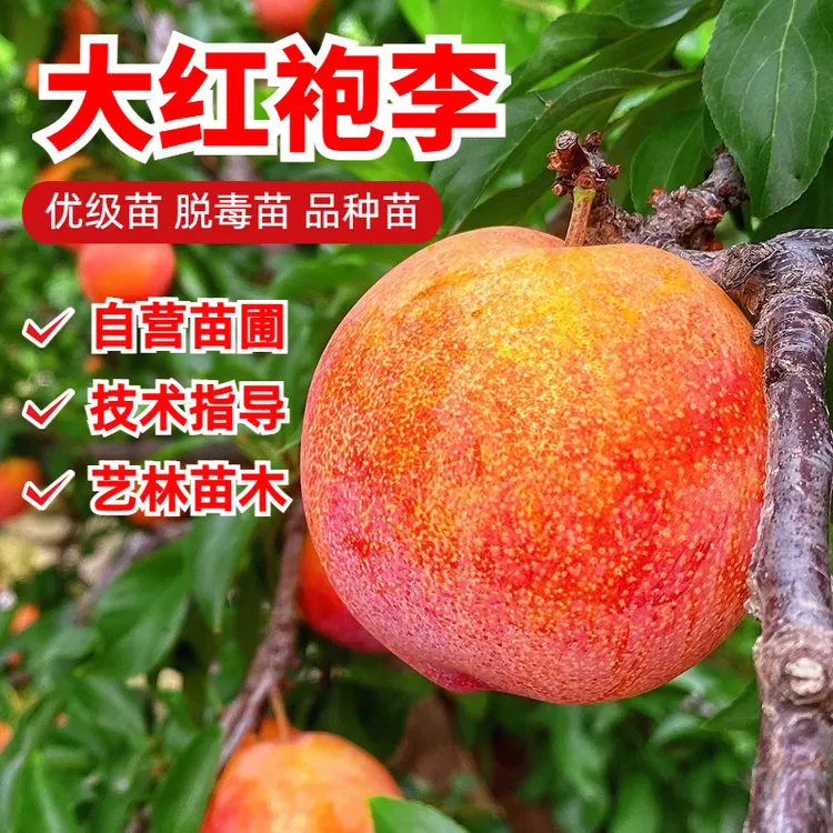 李子树苗嫁接特大脱骨脆甜大红袍李子苗耐寒抗旱果树苗南北方种植