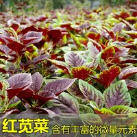 【满五包包邮】红苋菜种子四季新鲜青菜种籽阳台易种播种耐热