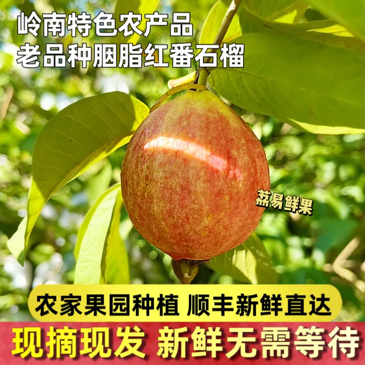 【顺丰包邮】广州增城胭脂红鸡屎果番石榴芭乐软糯红心孕妇水果芭乐