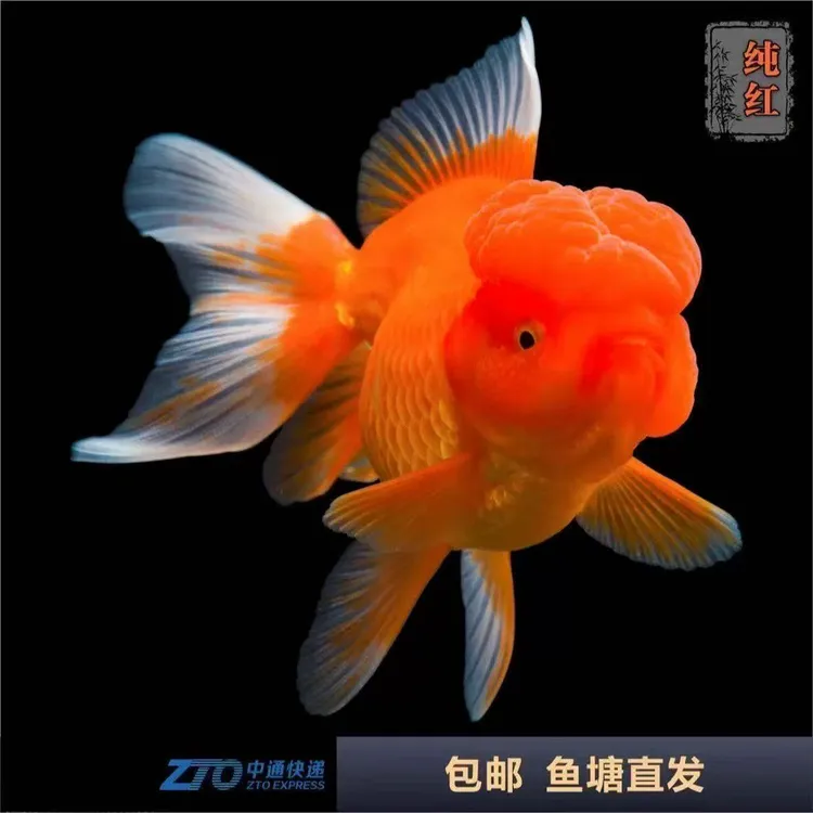 红狮招财狮子头金鱼鸿运龙睛冷水当头淡水观赏鱼活鱼好养耐活