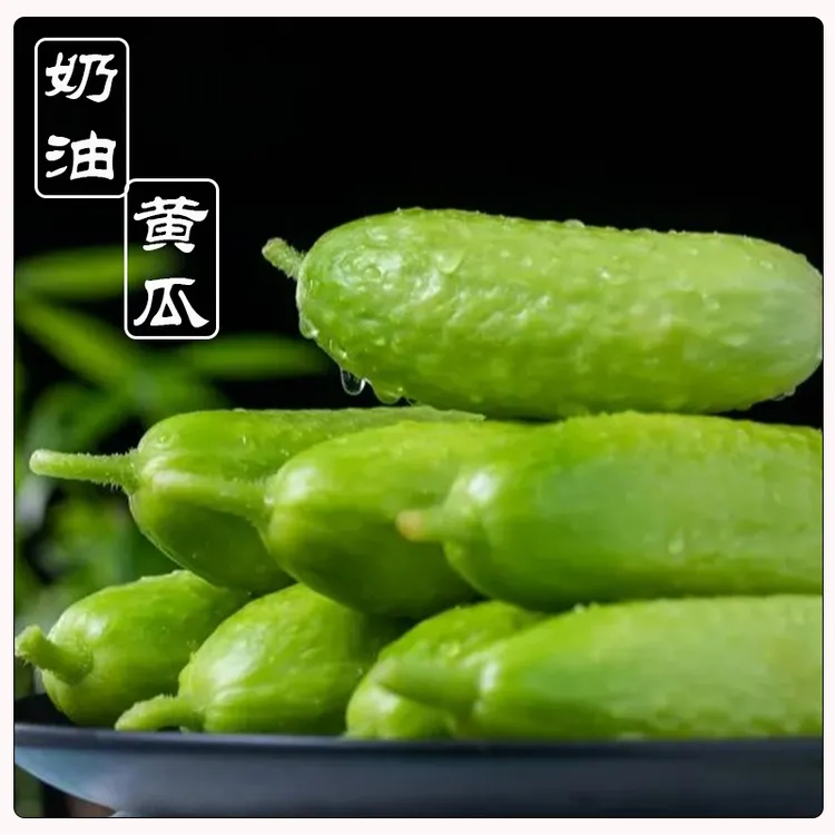 【京东包邮】山东寿光新鲜现摘奶油小黄瓜清爽脆口