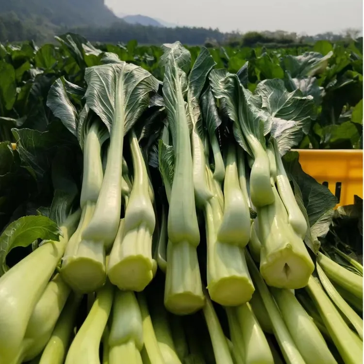 （连州菜心）连州4号菜心软甜菜心批发顺丰包邮广东省