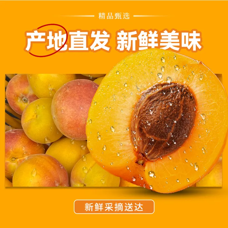 现摘新鲜新疆阿克苏吊干杏