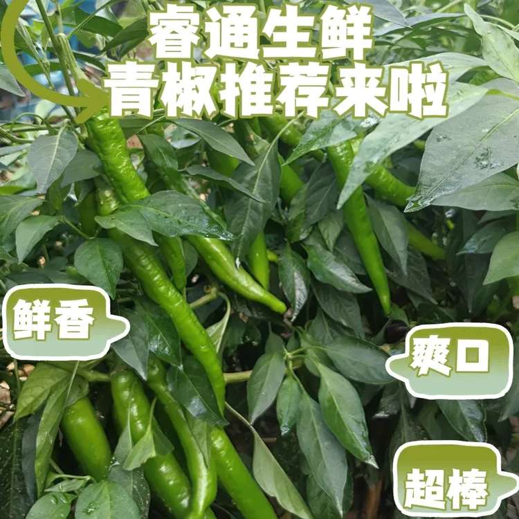 【现摘现发】农家种植精选【青椒】大尖椒（中辣微辣）新鲜健康产地直发