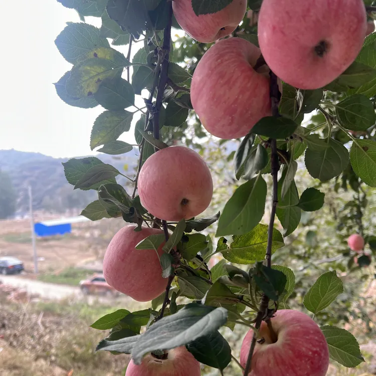 邢台浆水红富士脆甜多汁新鲜采摘来自太行山深处的好苹果浆水苹果