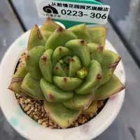 从前慢多肉精选编号0223.306