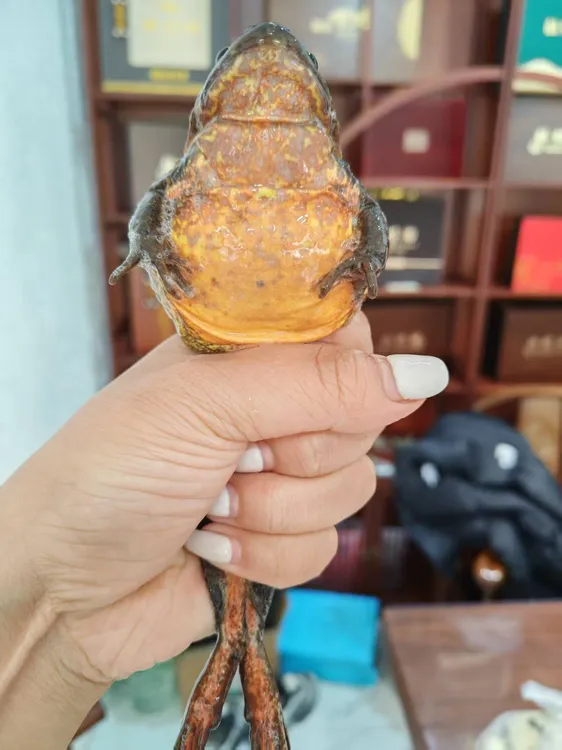 东北鲜活河鲜长白山母蛙顺丰包邮（不送公）