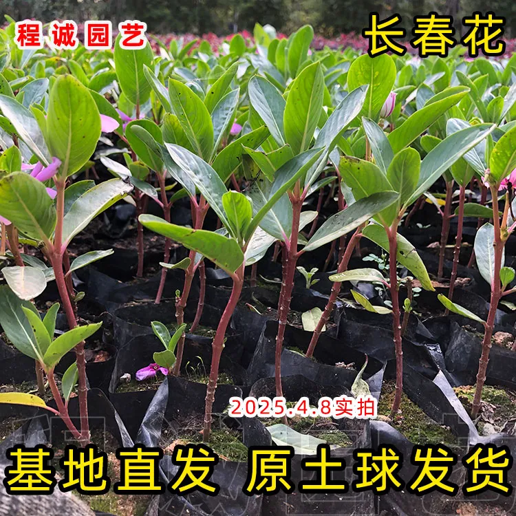  【爱花爱草】长春花不打顶小苗 天天开花苗