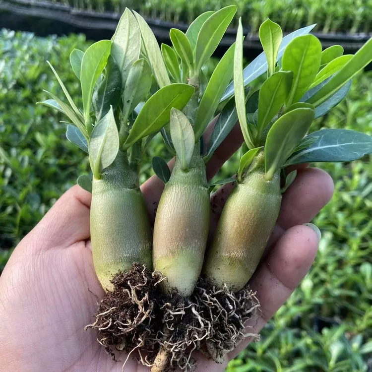 1年沙漠玫瑰小苗3棵喜阳耐好养好活好管理阳台庭院花卉