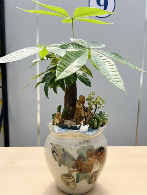 发财树盆栽室内花卉小盆景四季常青易活吸甲醛绿植