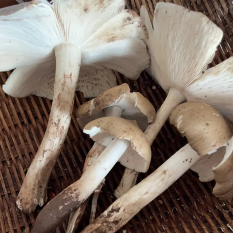 四川野生开伞鸡纵菌