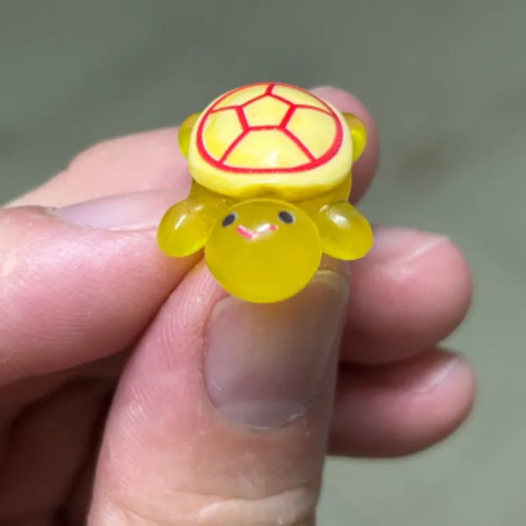 （光头）人工繁殖观赏宠物小乌龟凶猛小乌龟