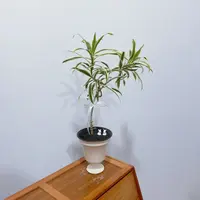 【金边百合竹】叶带金边客厅玄关中古风软装植物盆栽随意散漫生长