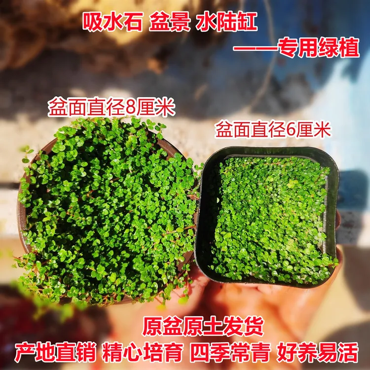 珍珠草金钱麻吸水石上水石盆景假山造景爬藤植物四季常青基地直供