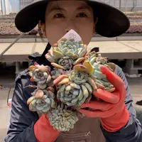 8-35 一物一拍多肉直播间图片为准