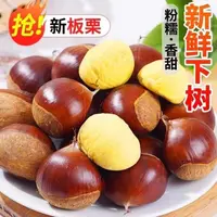 【香!糯!甜】新鲜板栗生栗子当季现摘油栗去刺壳粉糯板栗蔬菜包邮