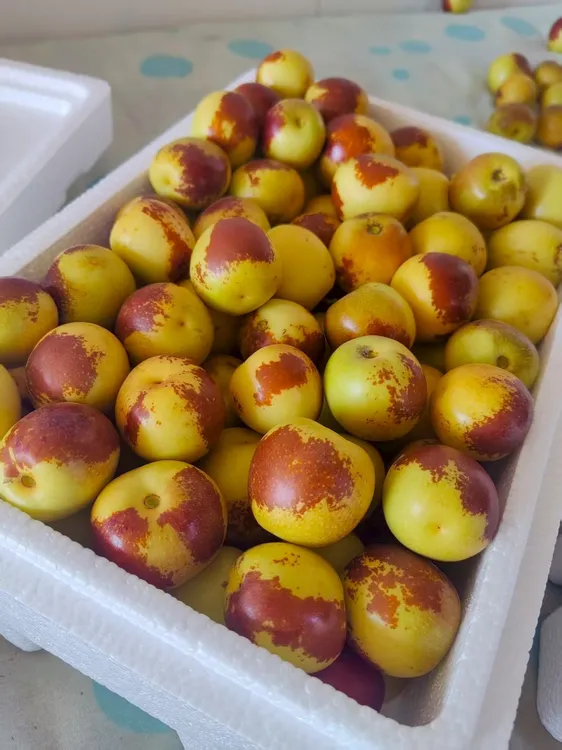 顺丰速发、山西庙上冰糖冬枣果园现摘当季新鲜脆甜当季新鲜水果