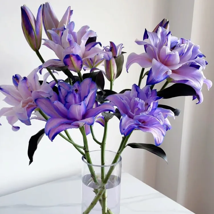 紫霞仙子重瓣香水百合吸色鲜花
