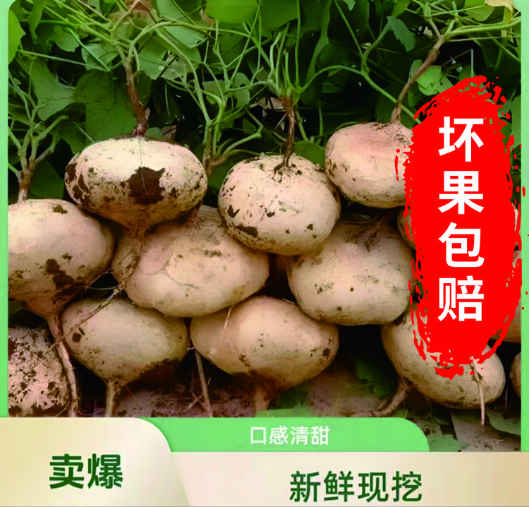 【自家果园】沙地凉薯白地瓜沙葛农家种植现挖直发清甜多汁新鲜