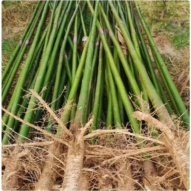 青桐梧桐青桐树苗中国梧桐树小苗桐麻梧桐树风景观赏树南北方种植