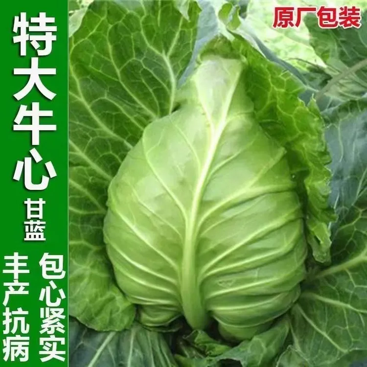 【牛心甘蓝种子】莲花白卷心菜牛心包尖头包心菜蔬菜种子