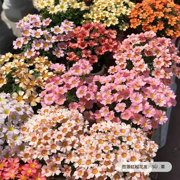 虹越花彩OB酢浆草种球桃之辉阳台爆花球根花卉庭院群开花境花量大