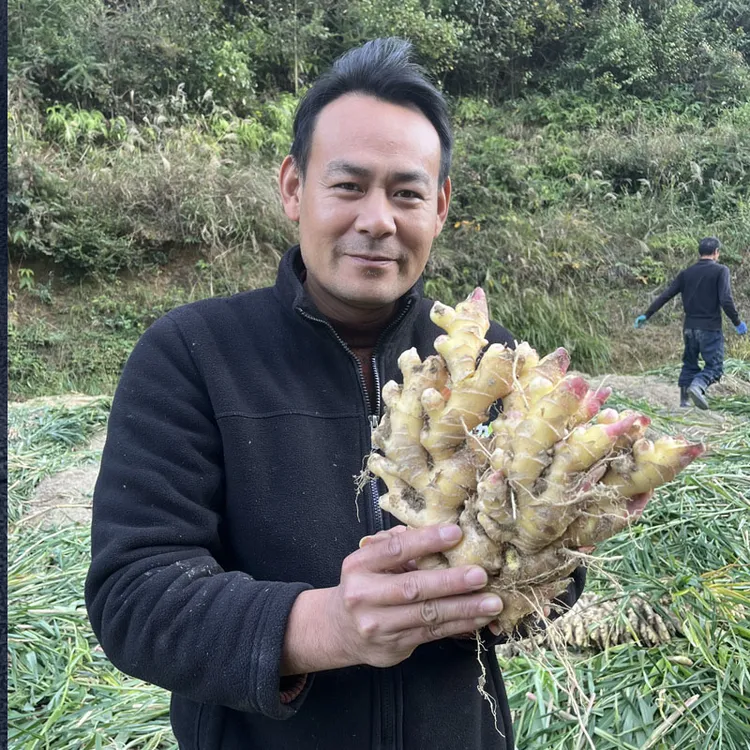 隆回羊古坳正宗生鲜黄姜沙地种植香味浓郁辛辣够味
