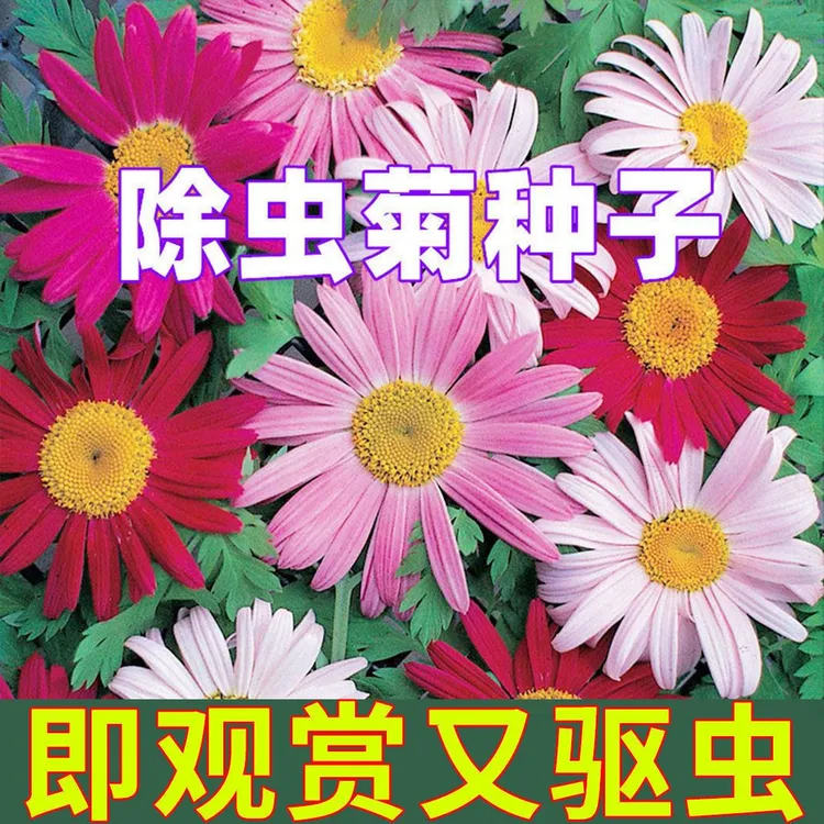 抢！【1000粒夏季除虫菊厂家源头种子】驱蚊植物多年生庭院盆栽易活