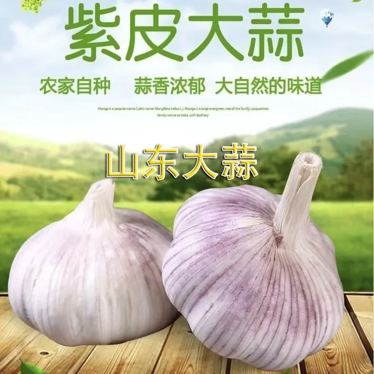 2025年山东大蒜新鲜紫皮大蒜头香辣饱满调味农家自种农产品