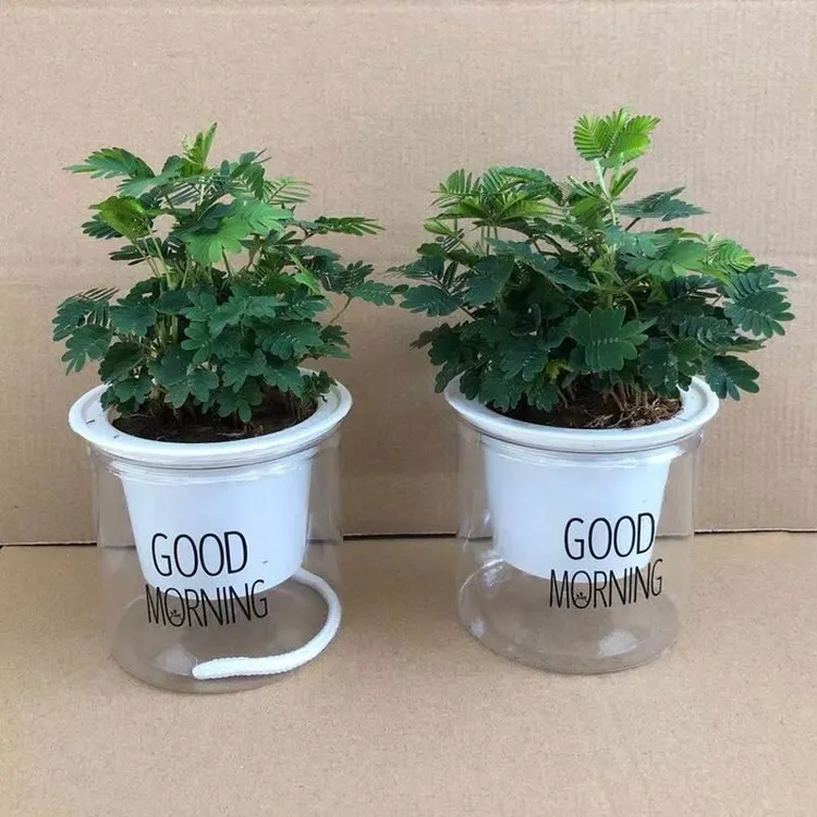 含羞草小盆栽室内阳台四季植物常青易种花卉怕羞草害羞草趣味植物