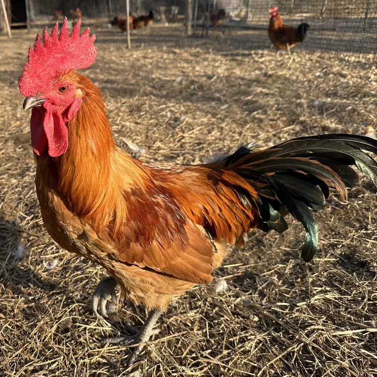 农家放养8个月以上老公鸡新鲜现杀走地鸡散养鸡肉质紧实冷链保鲜