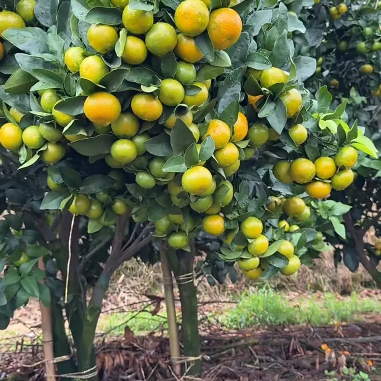 盆景绿植砂糖老桩 观花观果南北方庭院别墅四季可种植