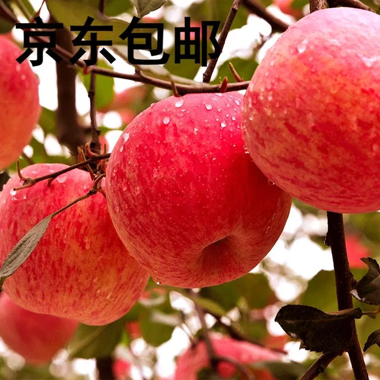 （京东）正宗陕西洛川红富士苹果 脆甜多汁 新鲜应季水果