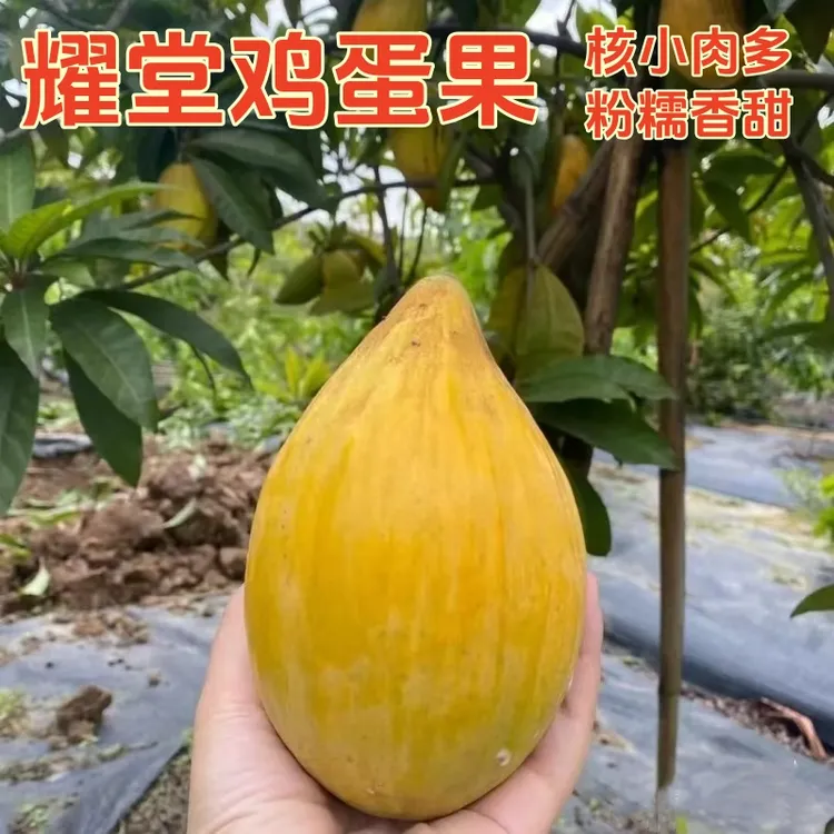 耀堂仙桃鸡蛋果5斤新鲜蛋黄果狮子头粉糯香甜现摘热带孕妇水果