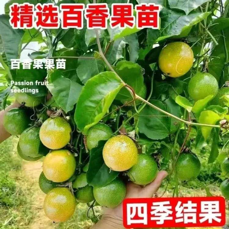 新品种纯甜黄金9号百香果嫁接苗黄金百香果苗阳台庭院四季结果