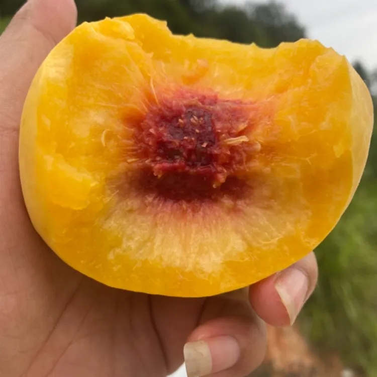 高山黄桃(陈超舒琪专属)脆甜多汁